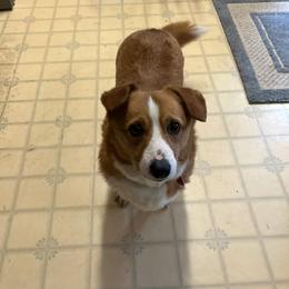 Pembroke Welsh Corgi puppies from Salted Rim Corgis