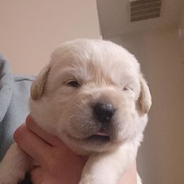 Gage - Yellow male Labrador Retriever puppy in Braselton, Georgia from Bel Amour