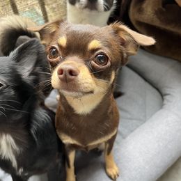 Moka - Chihuahua