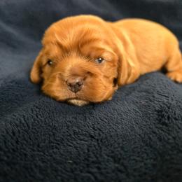 Patty - Ruby female Cavalier King Charles Spaniel puppy in Sunny Valley, Oregon from Sunny Valley Cavaliers
