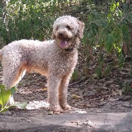 Poodles from Moore's Mini Poodles