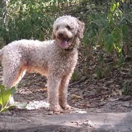 Poodles from Moore's Mini Poodles