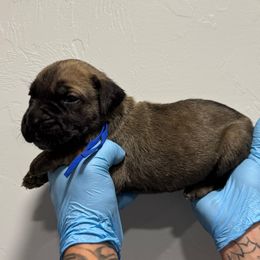 Male 2 - Fawn male Cane Corso puppy in Cashion, Oklahoma from APEXOK Cane Corsos LLC