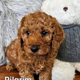 Pilgrim - Red  male Goldendoodle puppy in Syracuse, Utah from Just Doodling Dogs
