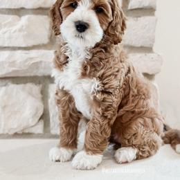 Australian Labradoodle Puppies from West Haven Australian Labradoodles