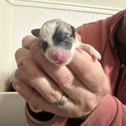 Boy 1 - Tri-color male Coton de Tulear puppy in Vancouver, Washington from Uptown Cotons