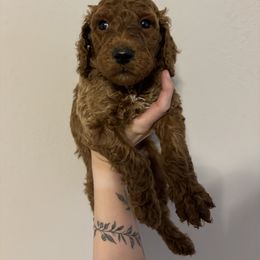 Poodle Puppies from Lady Mae's Standard Poodles