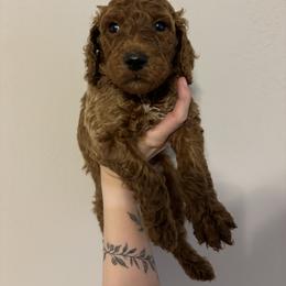 Poodle Puppies from Lady Mae's Standard Poodles