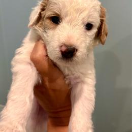 Hazel(nut) (girl, Turquoise collar) - Parti female Goldendoodle puppy in Guntersville, Alabama from Carefree Goldendoodles