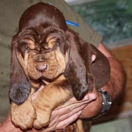 Bloodhound and Mastiff Puppies from Teoc Bloodhounds and Mastiffs