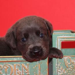Locket - Black male Labrador Retriever puppy in Morrilton, Arkansas from Ancient Dogges Performance Dogs