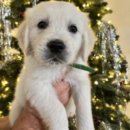 Neptune (green) - Light golden male Golden Retriever puppy in Pahrump, Nevada from Southern Nevada Goldens