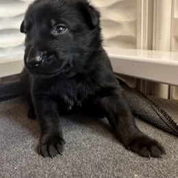 Red - Black sable male Belgian Malinois puppy in Ellerbe, North Carolina from Grand Prix Kennel