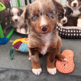 Purple - Red merle female Miniature Australian Shepherd puppy in Arizona from Country Charm Mini Aussies