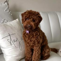 Cavapoos from Catch A Cavapoo