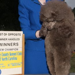 Poodles from Bellafina Poodles