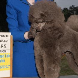 Poodles from Bellafina Poodles