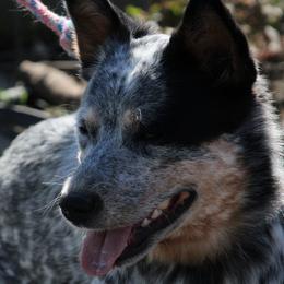 Willow - Australian Cattle Dog