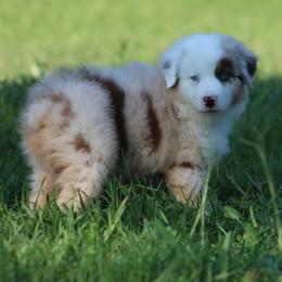 Red Merle Female 1 - Red merle female Australian Shepherd puppy in Northport, Alabama from Sipsey River Australian Shepherds