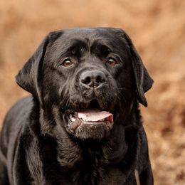 Tilley - Labrador Retriever