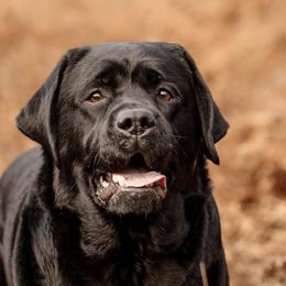 Tilley - Labrador Retriever