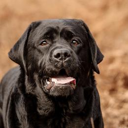 Tilley - Labrador Retriever