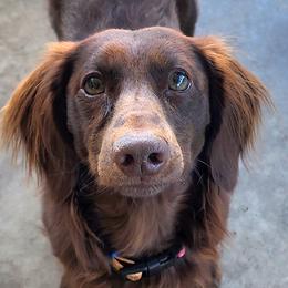 Cooper - Dachshund