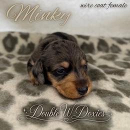 MINKY Half Russian Wire PET ONLY - Dapple female Dachshund puppy in Alto, Texas from Double W Doxies
