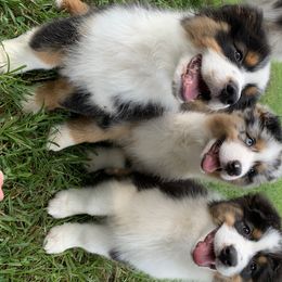 Australian Shepherd Puppies from Haint Blue Aussies