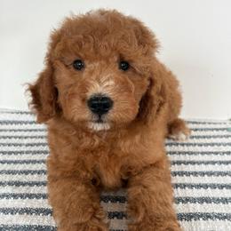 Chip - Red  male Poodle puppy in Strasburg, Virginia from Shenandoah Valley Doodles