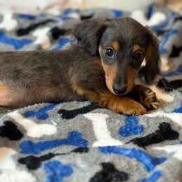 Oliver - Black and tan Dachshund puppy in Lake City, Florida from My Ditzy Doxies of Florida