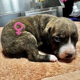 Brindle with Blaze - Brindle female Mountain Cur puppy in Georgetown, Ohio from Walnut Ridge Mountain Curs