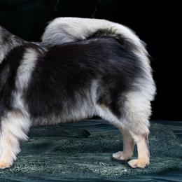 Valkyrie - Finnish Lapphund