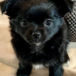 Chihuahua Puppies from Tiny Nation Chihuahuas
