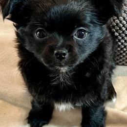 Chihuahua Puppies from Tiny Nation Chihuahuas