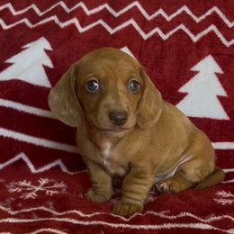 Potato - Dapple male Dachshund puppy in Brentwood, California from Dashing Dachshunds RF