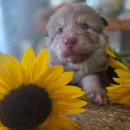 Male 1 - male Native American Indian Dog puppy in Green Creek, North Carolina from NAID Preservation Project: Corn Moon Medicine Dogs