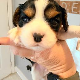 Edna Mode - Tri-color female Cavalier King Charles Spaniel puppy in Spring Hill, Florida from Wonderland Cavaliers