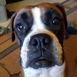 Luna - Boxer