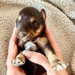 Chewie - Liver male Miniature Schnauzer puppy in Warrenton, Oregon from Larsen’s Adorable Pups