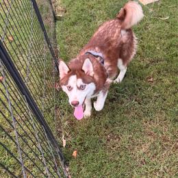 Bubba 1650 - Chocolate male Pomsky puppy in Murfreesboro, Tennessee from Middle Tennessee Pomskies