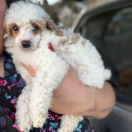 Ham - Parti male Poodle puppy in Greeneville, Tennessee from Smokey Mountain Sheepadoodles