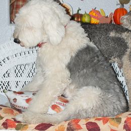 Goldendoodles and Sheepadoodles from Dewey Doodles
