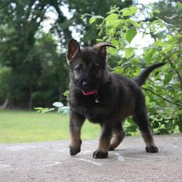 German Shepherd Puppies from Ridgeline Shepherds