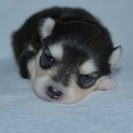 Mystery - Black and white male Pomsky puppy in Clarkston, Utah from Red Rock Ranch Breeders