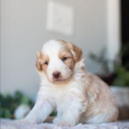 Rose - Cream female Aussiedoodle puppy in Tonopah, Arizona from Kae's Kennels