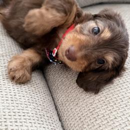 Dachshund Puppies from Chivi Paws
