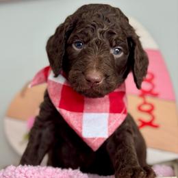 Green - Chocolate male Goldendoodle puppy in Hesperia, Michigan from Red Acres Poodles & Doodles