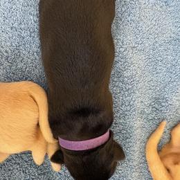 Girl 2 - female Labrador Retriever puppy in Silverthorne, Colorado from Bahrking Heights Labradors