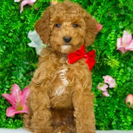 Finn - Red  male Goldendoodle puppy in Brandon, Florida from Murphys Doodles